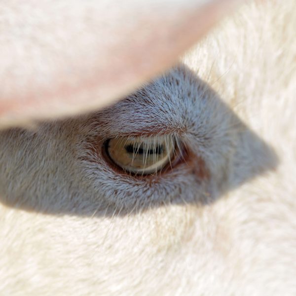 oeil de chèvre laitière