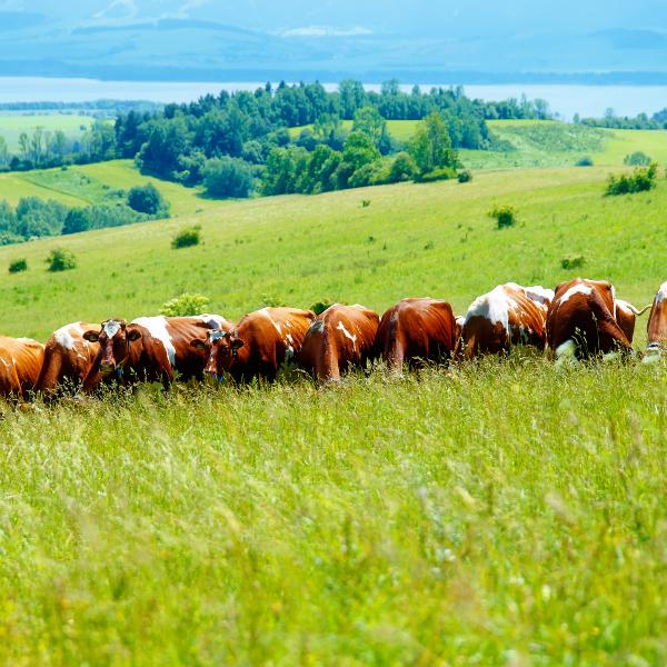 Vaches laitières au pâturage en été